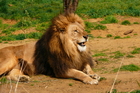 446536639 dde0d76f77 z.jpg - fonte: Lion smiling | Flickr   Photo Sharing! (http://www.flickr.com/photos/cyliax/446536639/)