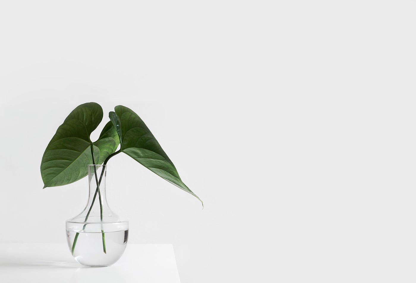 foto de um vaso transparente com uma pequena folhagem, sobre fundo branco