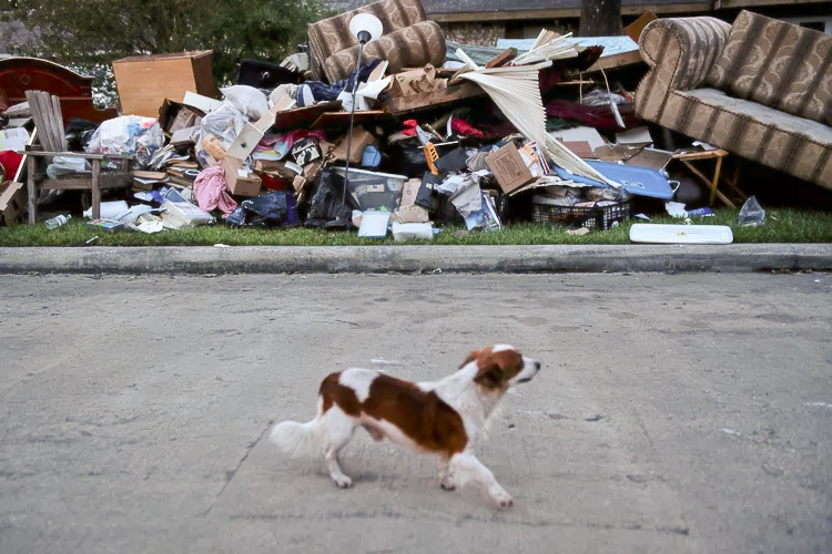 Um cachorro passa por uma pilha de itens destruídos que foram removidos de uma casa inundada, enquanto os moradores iniciam o processo de recuperação do furacão Harvey em 31 de agosto de 2017 em Houston, no Texas.